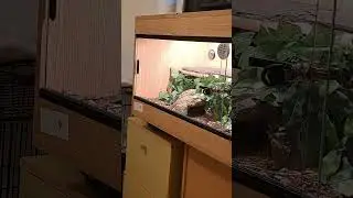 I know Lug is going to poo, so I tried to capture it on video 📹