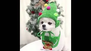 Holiday Scarf Bibs and Hat Pet Costume