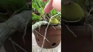 Yêu hoa sẽ nở