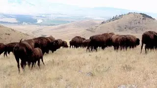 Montana: National Bison Range, Charlo, MT
