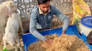 बकरो को भूस का चारा केसे करे !! PURI VIDEO DEKHO🐐👌