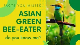 Asian Green bee-eater facts | little green bee-eater facts