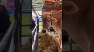 3,000 lb Cow