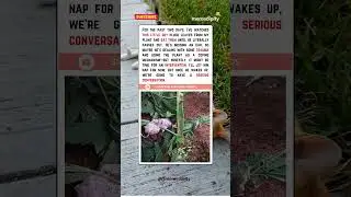 BIZARRE Plant Mystery - My Garden Has Gone WILD!