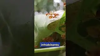 Tiny Giants! 3 Ant Facts That Will BLOW Your Mind!