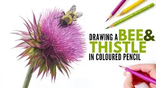 Drawing a Bee & Thistle in Colored Pencil | Flower Botanical Bee Drawing
