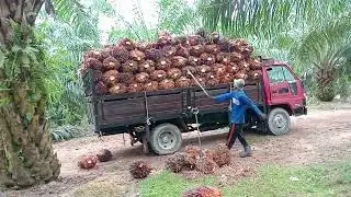 kerja angkt Buah Sawit Di Malaysia #anakrantau #tkimalaysia #loading
