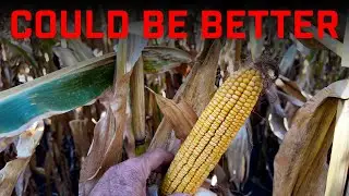 I’m Only 50% Happy With This Field | Virtual Agronomist
