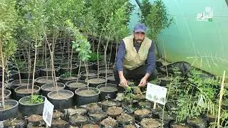 مجموعة الاغواط الخضراء    إرادة وتحدي من اجل إخضرار المدينة