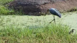 Yala National Park Leopard Sightings and More
