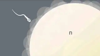 Formation of Gametes