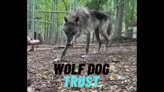 Will a Skittish Wolf Dog Trust me? | Bonding and Friendship | Lupine Grove