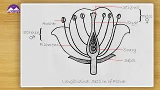 How to draw Longitudinal Section of Flower \ Class 10