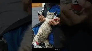 #catpeekaboo #catshorts #cat #catvideos #kitten #catlovers #cute #catworld #pets #funny #cutecat