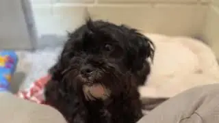 Ворон и Эш
