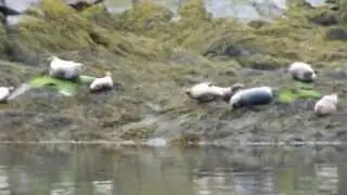 Seals, Loch Scavaig, Skye