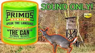 Sound Only: Primos Original &ldquo;The Can&rdquo; Estrus Doe Bleats (Play While Hunting)