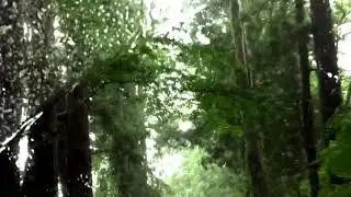Road going to Nikko, magnificent tall trees on each side