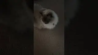 Overdramatic Goodbyes, Cold Hellos &mdash; Why Cats Act Like This 😼🎭&rdquo;#dramaticcat