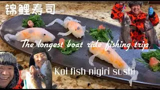 The longest boat ride fishing trip - koi fish nigiri sushi / 锦鲤寿司