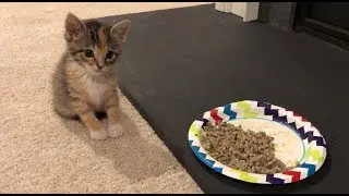 Kitten 5 weeks update - Trying Solid Food