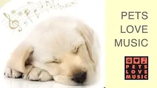 pets love music