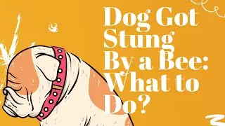 Dog Got Stung By a Bee: What to Do