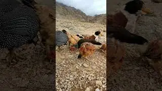 Feathered Friends Feast:Francolin, Guineafowl,Duck, Goose, Hens Enjoying the Weather with Wheat🌾🦢🦆🐔🦃