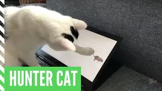 Cat Simba plays a funny tablet game - Will he win?
