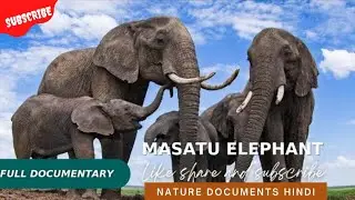 The harsh story of the peaceful life of elephants. Life of Masatu Elephant|| Hindi Documentary