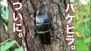 【クワガタ採集】バケヒラ！！ついに現る。巨大ヒラタクワガタ。