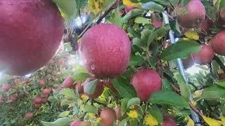 Michigan farmers anticipating record apple harvest