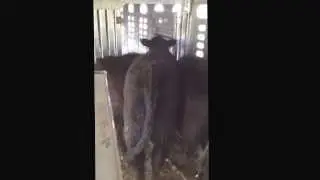 Unloading Cattle (captured by Hartstackinc.com)