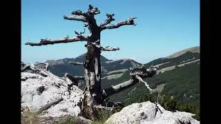 I Pini Loricati e il Parco del Pollino