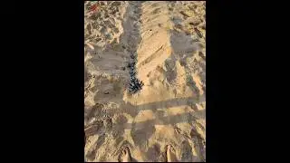 Helping the turtles get out of the nest