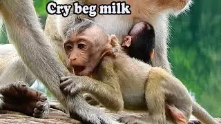 Millions pity Baby Annie much hungry milk But her mom don&rsquo;t agree, she is crying 😭