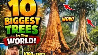 Top 10 Largest Trees on Earth You Won&rsquo;t Believe Exist  @TheTravelPsychic 