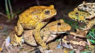Смешная подборка лягушек Boing Boing | Вирусные смешные видео с лягушками | Лучшие смешные видео ...