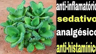 1 FOLHA DESSA PLANTA CURA RINDO 