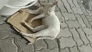 Cat Cleaning Herself in the Morning | Cats videos | Cute cat videos | Funny cat videos