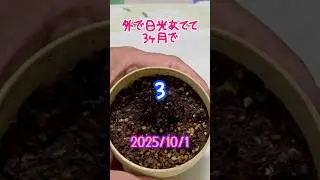 【枯れたアジアンタム強剪定】 #切り戻し #アジアンタム #剪定 #強剪定 #ばっさり #切る #観葉植物 #観葉植物初心者 #復活への道 #ビフォーアフター #ミスチル #ミスターチルドレン