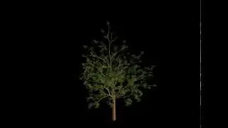 EcoMod: birch tree real-time growth animation