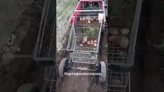 СРАЗУ КАРТОШКУ В КУЗОВОК СКЛАДЫВАЕТ. Картофелекопалка Stars MR1000 с тележкой.