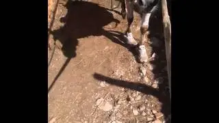 Donkey with shoes hahaha