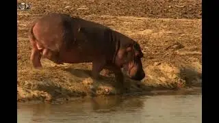 Secret Life of Hippos 🦛 | Dangerous River Territory | Part 2 #wildlife #part2 #hippos #river