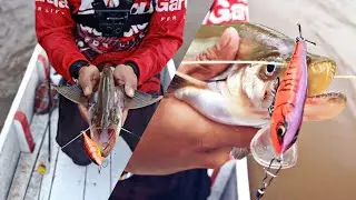 LAIS TEMBIRING SUNGAI KATINGAN FT GURU DIRGA AYA | LURE LEGEND !! RAPALA SCATTER RAP SERIES SHAD 07