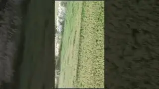Drone Spray in Paddy crops