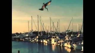 Slo mo Pelican Dive