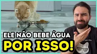 10 Erros Ao Dar ÁGUA Para Um Gato Que Fazem Ele NÃO Querer Beber!