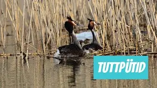 Tuttp&uuml;tt (Podiceps cristatus; Great Crested Grebe)